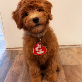 mini goldendoodle puppy