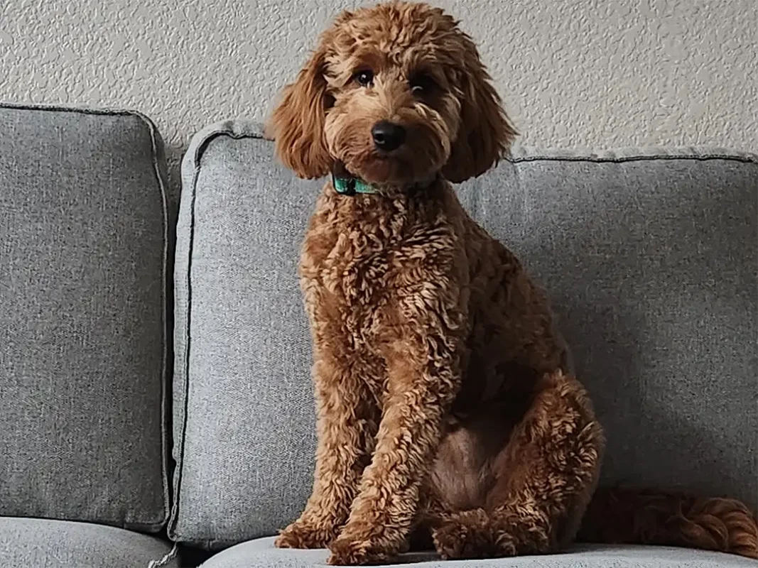 goldendoodle puppies for sale